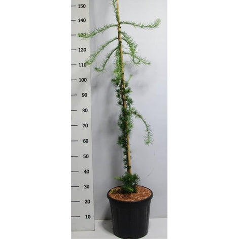 Japansk lärk – Larix kaempferi 'Stiff Weeper' - C12 100-125 CM